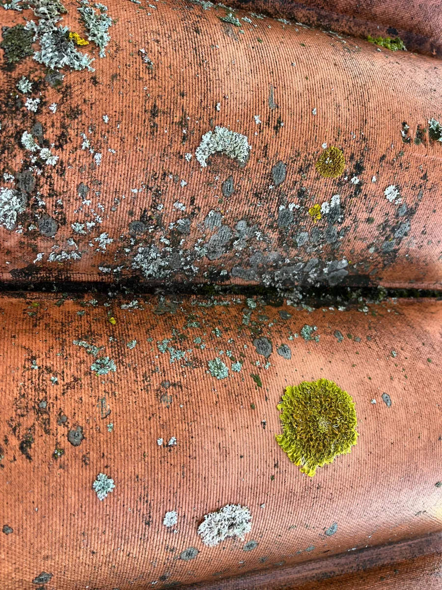 Tuiles envahies de lichens avant nettoyage par drone à Valence